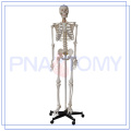 PNT-0101h 170cm medizinisches anatomisches menschliches Skelettmodell